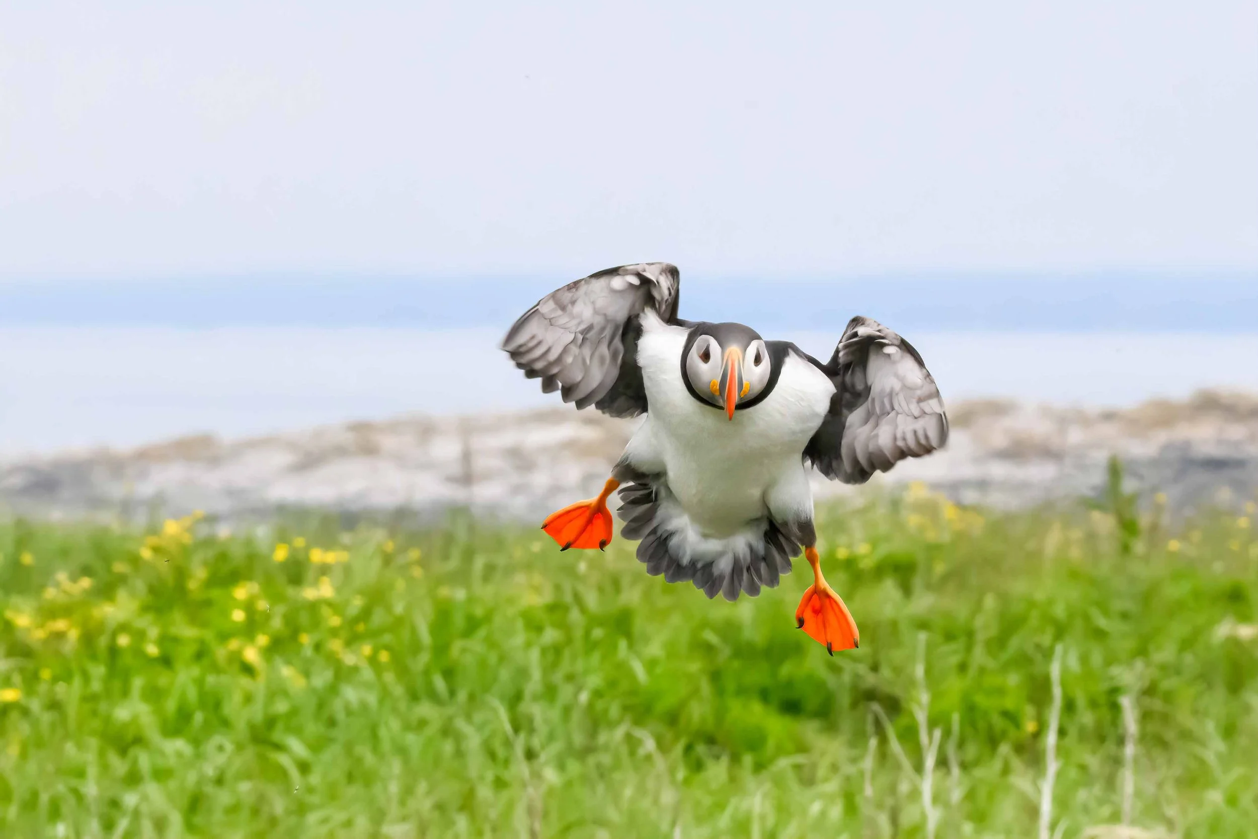 Puffins — Nancy A Orbe Photography